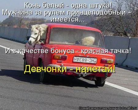 Веселая котоматрица приближает Пятницу