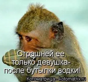 Веселая котоматрица приближает Пятницу