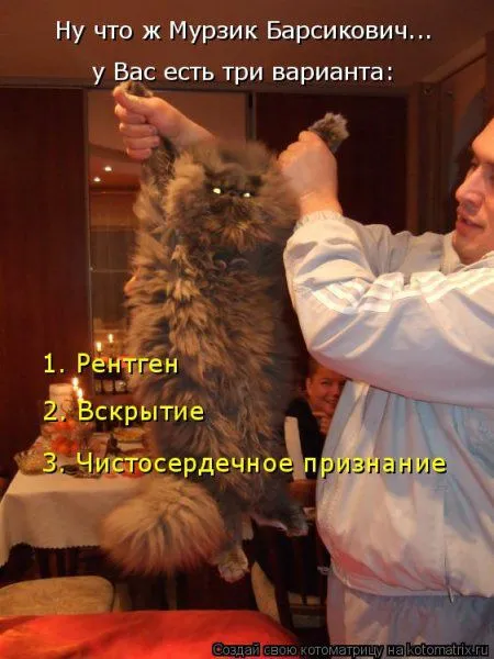 Веселая котоматрица приближает Пятницу