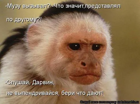 Веселая котоматрица приближает Пятницу