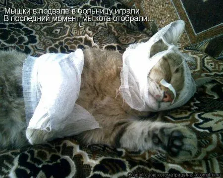 Веселая котоматрица приближает Пятницу