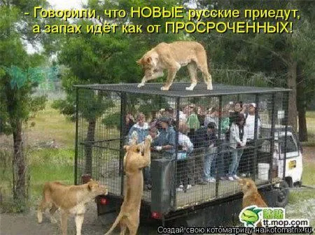 Веселая котоматрица приближает Пятницу
