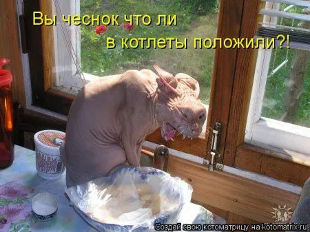 Веселая котоматрица приближает Пятницу