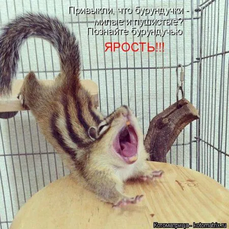 Веселая котоматрица приближает Пятницу