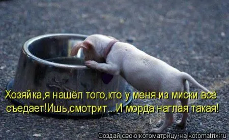 Веселая котоматрица приближает Пятницу