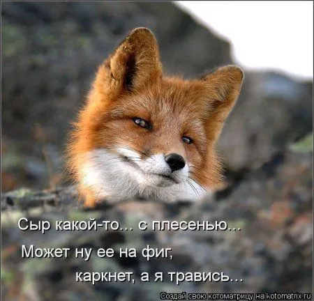 Веселая котоматрица приближает Пятницу
