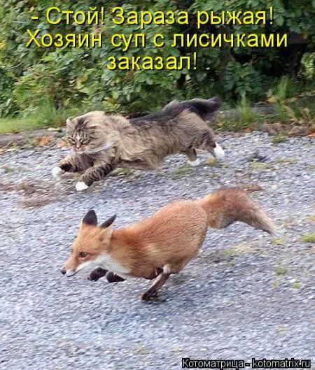 Веселая котоматрица приближает Пятницу