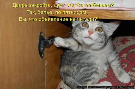 Веселая котоматрица приближает Пятницу