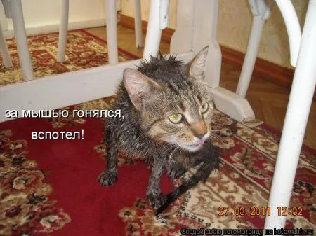 Веселая котоматрица приближает Пятницу