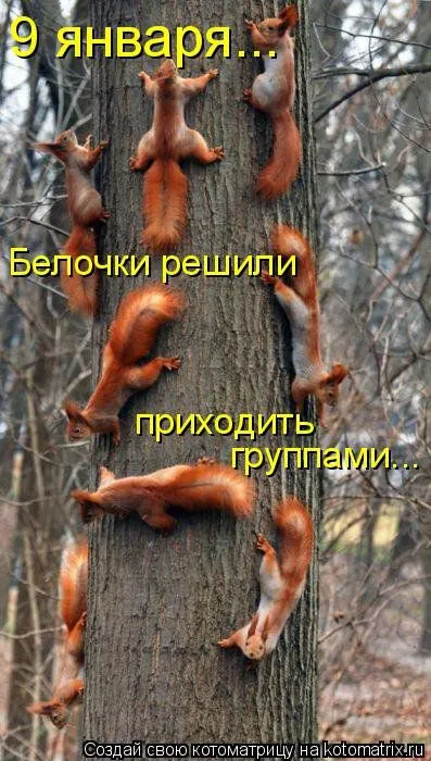 Белкоматрица Белкоматрица