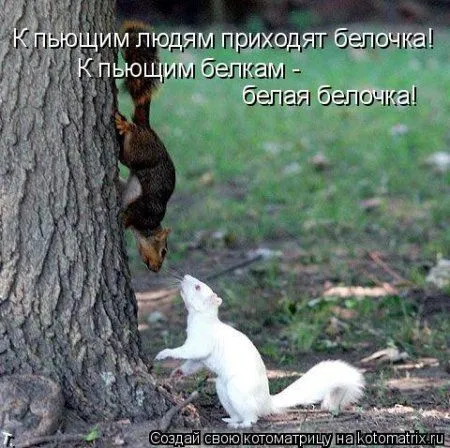 Белкоматрица Белкоматрица