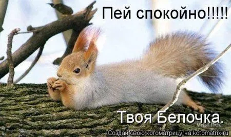 Белкоматрица Белкоматрица