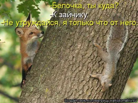 Белкоматрица Белкоматрица