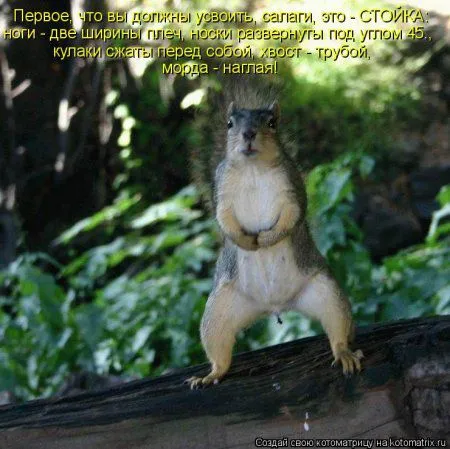 Белкоматрица Белкоматрица