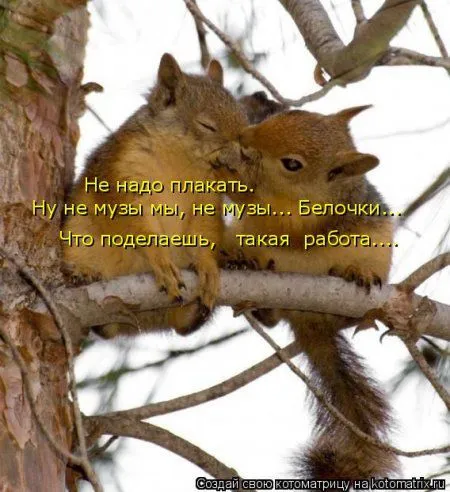 Белкоматрица Белкоматрица