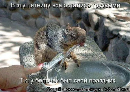 Белкоматрица Белкоматрица