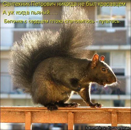 Белкоматрица Белкоматрица