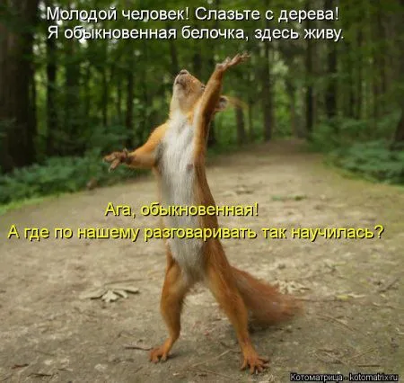 Белкоматрица Белкоматрица