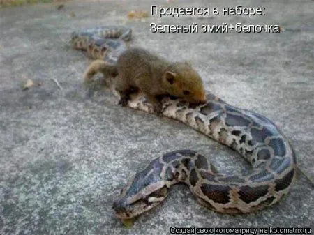 Белкоматрица