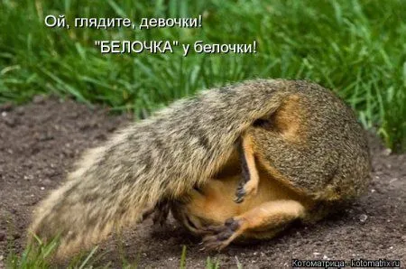 Белкоматрица Белкоматрица
