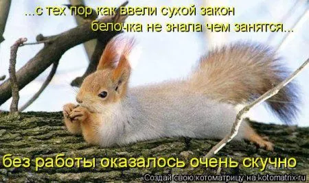 Белкоматрица Белкоматрица