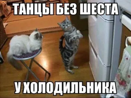 Фотоприколы как экстренная помощь если настроения совсем нет