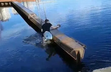 Фейлы