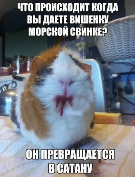 Фото приколы смотри сейчас, завтра уже не то