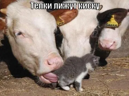 Фото приколы смотри сейчас, завтра уже не то