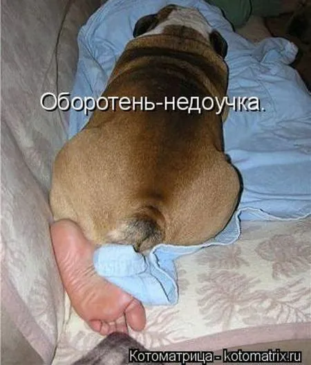 Прикольные котоматрицы