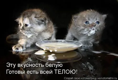 Прикольные котоматрицы