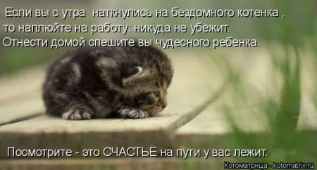 Прикольные котоматрицы