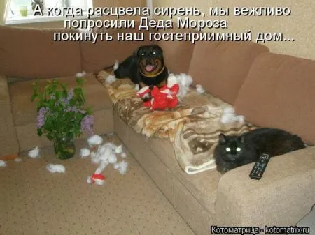 Прикольные котоматрицы