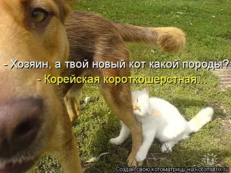 Прикольные котоматрицы