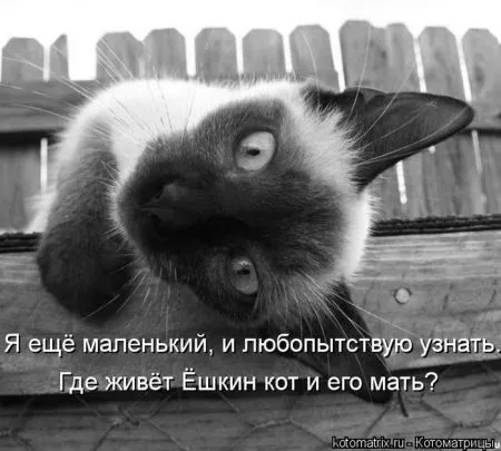 Прикольные котоматрицы