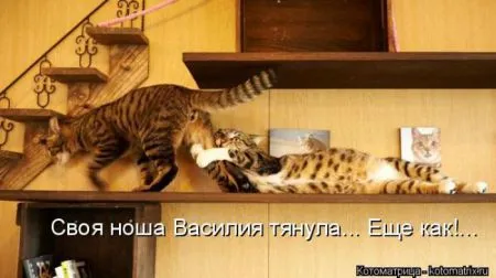 Прикольные котоматрицы