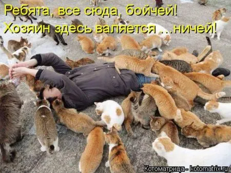 Прикольные котоматрицы