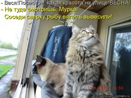 Прикольные котоматрицы