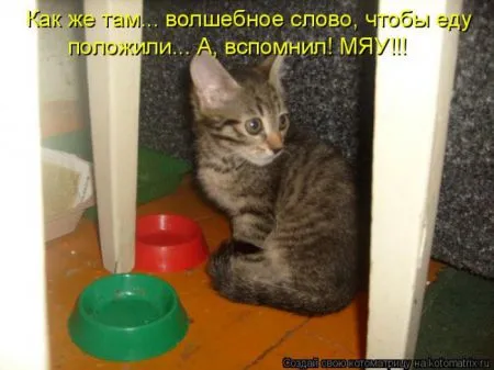 Прикольные котоматрицы