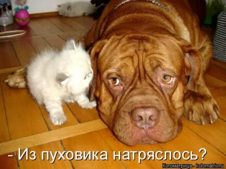 Прикольные котоматрицы