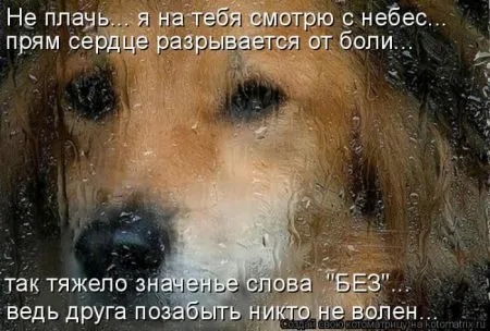 Прикольные котоматрицы