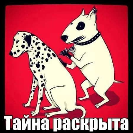 Хорошие фото приколы скрасят любой будний день
