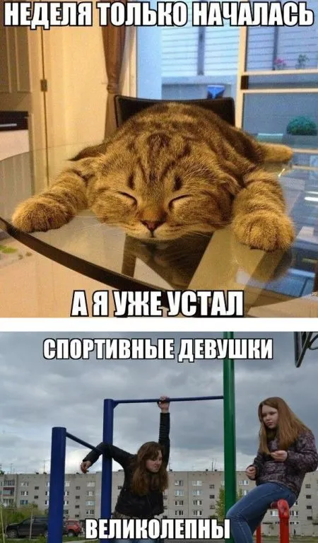 Хорошие фото приколы скрасят любой будний день