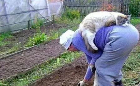 Приколы в картинках