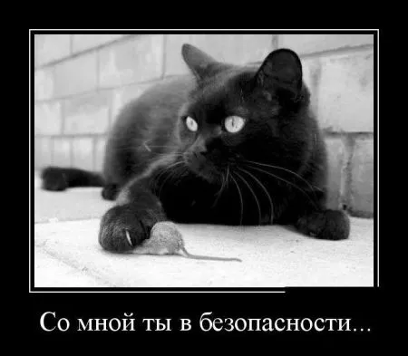 Лучшие демотиваторы