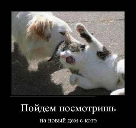 Лучшие демотиваторы