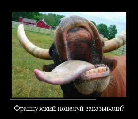 Лучшие демотиваторы