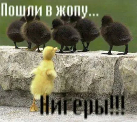 Если жара отпустила, то можно и приколы посмотреть
