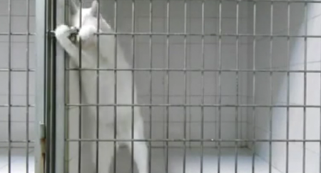 Смышленый белый кот открывает клетку