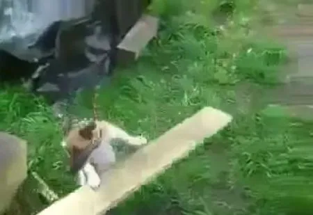 Когда некогда играть с собакой